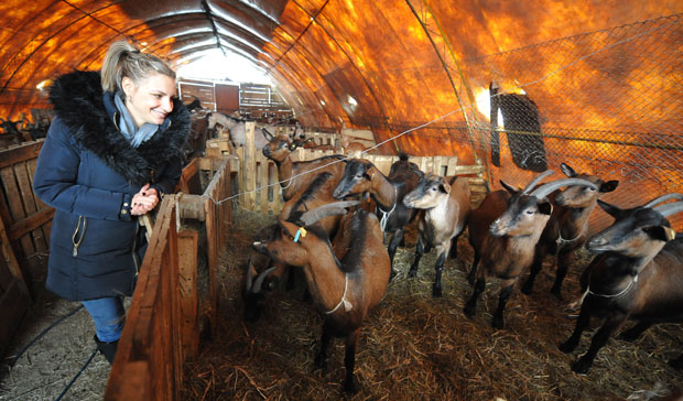 ЗА БОЉЕ СИРЕВЕ И ГРЛА: Уручено 107 уговора о подстицајима сточарима 